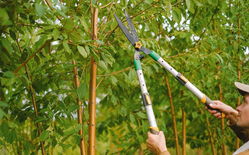 Tree trimming in Houlton, WI