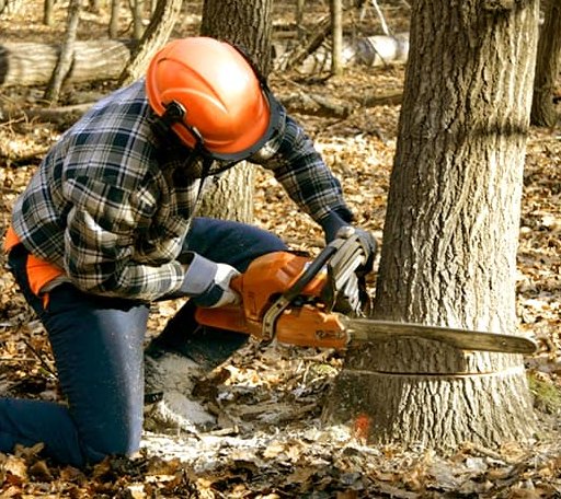 Tree Removal in Houlton, WI